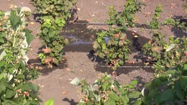 Малина смотреть онлайн