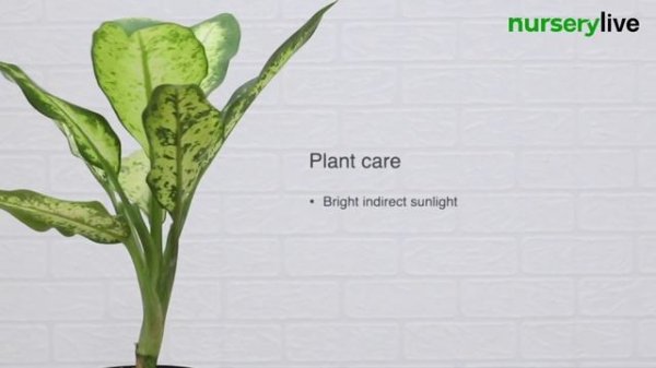 Plant Facts & Care Tips | Ep. 21 | Dieffenbachia Tropic Snow Plant