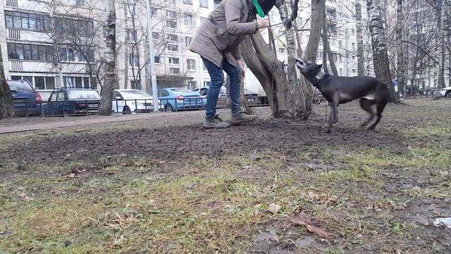 КАК ТРЕНИРОВАТЬ ПИТБУЛЯ???СМОТРИТЕ смотреть онлайн