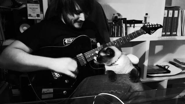 Shreddy Cat Fight смотреть онлайн
