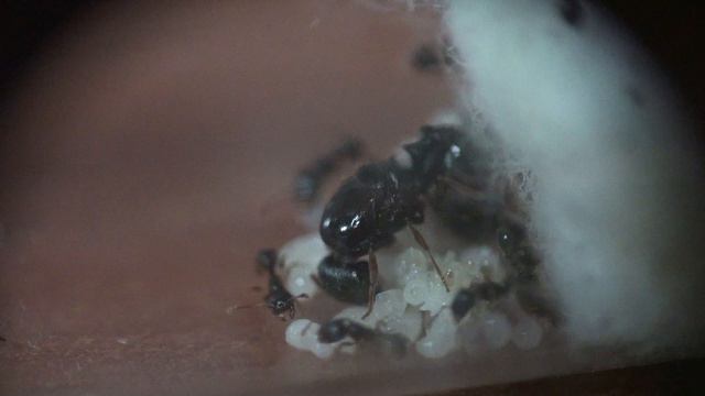 Tetramorium Caespitum