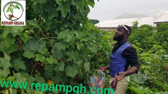 Jatropha curcas seeds extract for Biodiesel Biofuel Bio-gas and Fertilizer смотреть онлайн