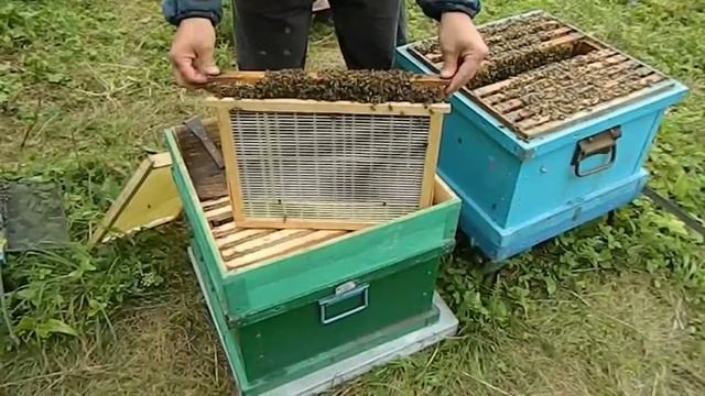 ДЕЛАЕМ МЕДОВИК из семьи пчел смотреть онлайн