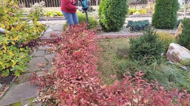 Осенняя обрезка декоративных кустарников и хвойных на участке. Обработка плодового сада. смотреть онлайн