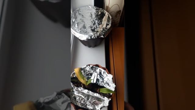 Замотали фольгой и коша не лезет,посадим кошачью траву смотреть онлайн