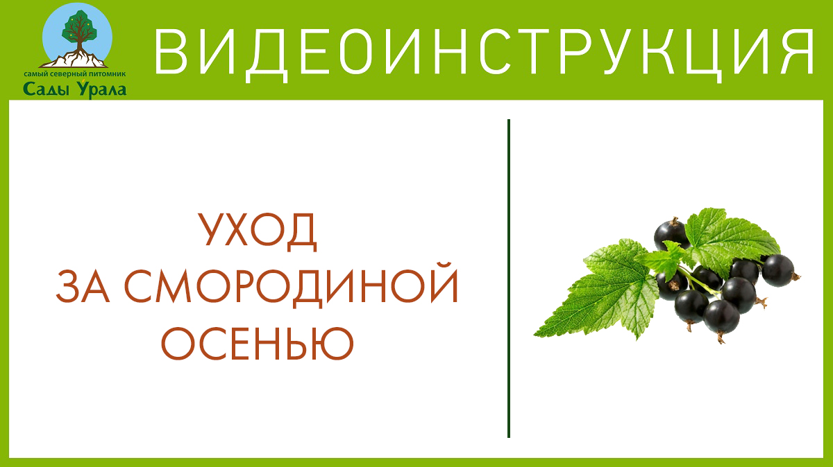 Подготовка кустов к зиме. Телепередача Земля Уральская. Архив 2011 год смотреть онлайн