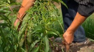 Опыт выращивания персиков на Дальнем Востоке, аналогичный тому что я внедряю на Алтае.