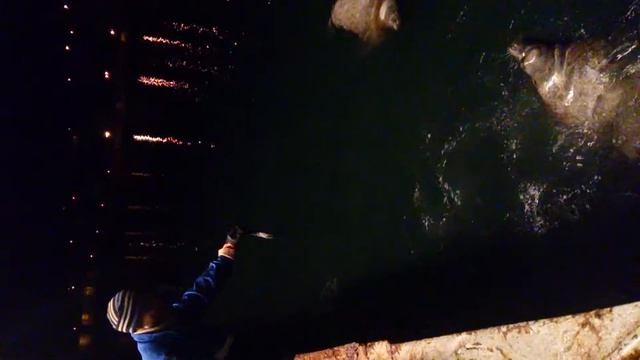 Огромный морской лев забирает рыбу)) смотреть онлайн