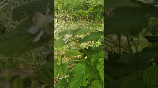 ежемалина Тайбери и Бристоль,второй год вегетации смотреть онлайн