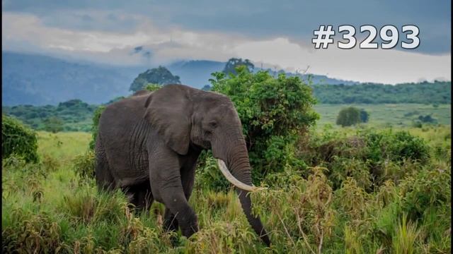 #3293. Слоны (В мире животных) смотреть онлайн
