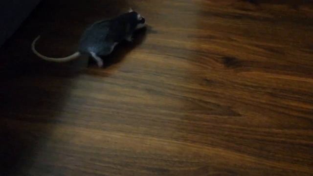Крыски на прогулке / Домашние крысы смотреть онлайн