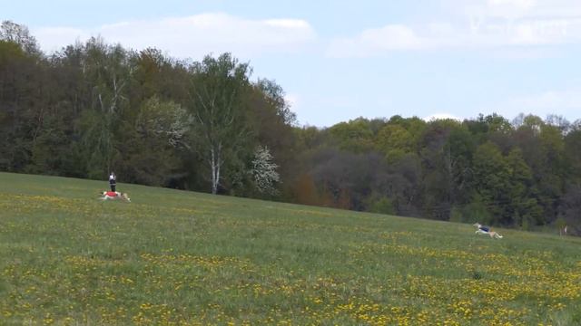 РПБ. БАРСКАЯ ПРИХОТЬ АКТРИСА (красн) - VOLYA VOL'NAYA GORDAYA RUS' (син). ЧРКФ, Тула-2017.