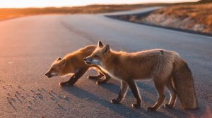 К чему увидеть лису? Приметы и интересные факты про лису