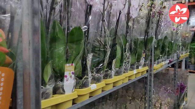 Обзор орхидей в магазине Флорэвиль в Москве 06.02.2022 смотреть онлайн
