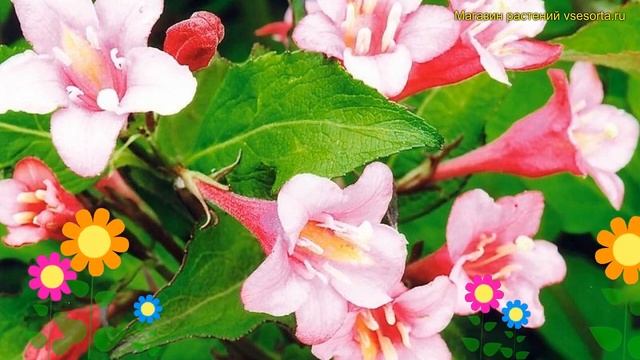 Вейгела гибридная Стириака. Краткий обзор, описание характеристик weigela Styriaca смотреть онлайн