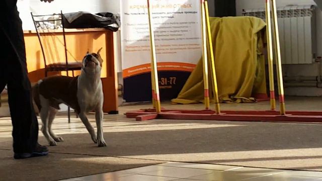 AST POINT CLUB NIGHT HAWK 5 месяцев смотреть онлайн