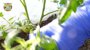 Как вести помидоры в два ствола? Формировка  высокорослых помидоров.