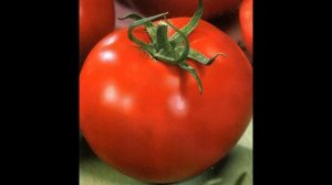 ТОМАТЫ устойчивые к фитофторе.Обзор сортов и гибридов