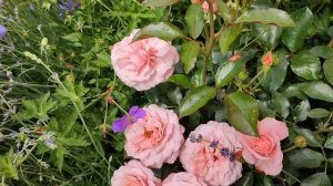 Роза Ботичелли в Подмосковье