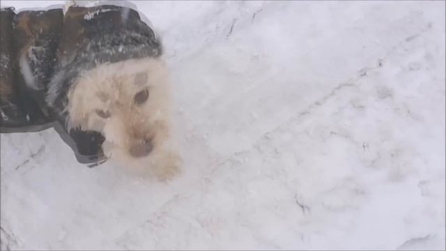 С. Трандафилов - Снег кружится/COVER/ смотреть онлайн