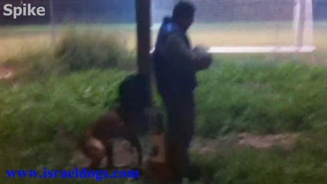 Israeldogs- Club training , Begin phase of KNPV TRAINING смотреть онлайн