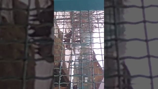 #6Волки воют очень громко! смотреть онлайн