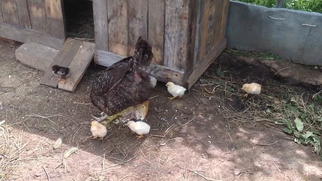 Хвостик / Пропал цыпленок / Цветы в саду / Квочки настоящие женщины