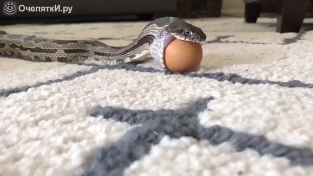 Что???? Она ест яйца но все выходит плохо!!!! смотреть онлайн