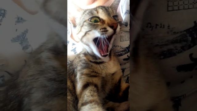 Котик кушает стрекозу топ кот ? смотреть онлайн