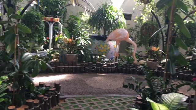 Дубай парк бабочек, Dubai Butterfly Garden смотреть онлайн