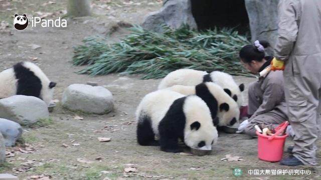 Snow-Covered Panda Balls Fighting For Bamboo Shoot | iPanda смотреть онлайн
