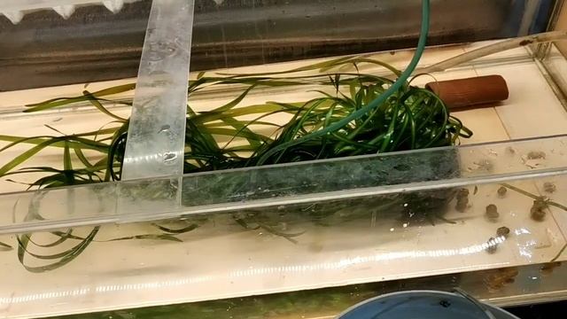 Масштабные перестановки на разводне смотреть онлайн