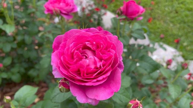 Rose - James L. Austin смотреть онлайн