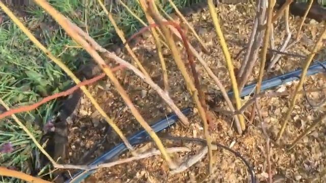 Обрезка куста ГОЛУБИКИ высокорослой! смотреть онлайн