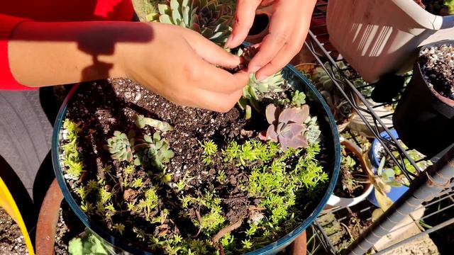 Desaciendo más arreglos de suculentas.. смотреть онлайн