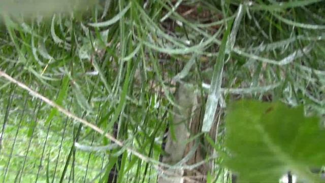 Tomato Worms Everywhere смотреть онлайн