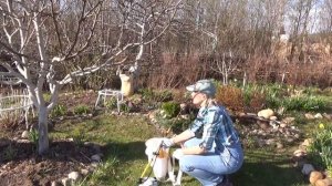 Срочно опрыскиваем яблони от  цветоеда-долгоносика!