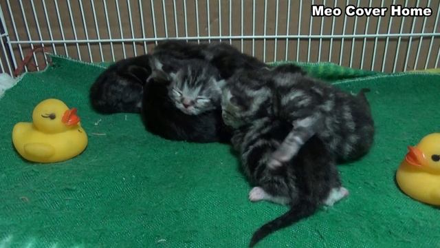 Kittens Meowing For Mom | meow kitten calling | Meo Cover Home !!!! смотреть онлайн