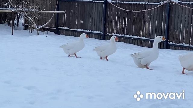 Наверное с этим Гусаком нам придётся расстаться/Бешеный гусак рушит все планы/Голосуем друзья‼️ смотреть онлайн