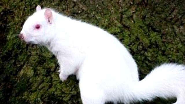 Мужчина заметил рядом с домом белку альбиноса смотреть онлайн