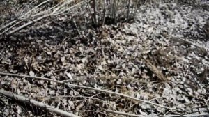 Черенок Пирамидального Тополя без Пуха Мужская Особь Заготовка Сырья для Черенков