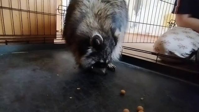 #енот #енотдома #raccoon Привет Вам от енота Мишель смотреть онлайн