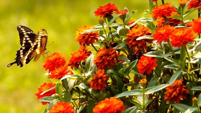 Красивые Бабочки и Расслабляющая Музыка Для Сна - Beautiful Butterflies. Relaxing Music for Sleep смотреть онлайн