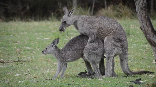 Australian Wildlife : Mating Kangaroos  | HT Wildlife