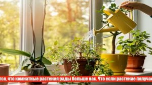 Как защитить цветы на подоконнике от солнца?