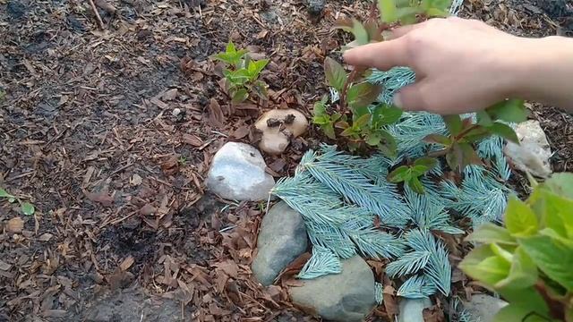 САМАРСКАЯ ЛИДИЯ ЧЕРЕНКУЮ И ФОРМИРУЮ КУСТИК. смотреть онлайн