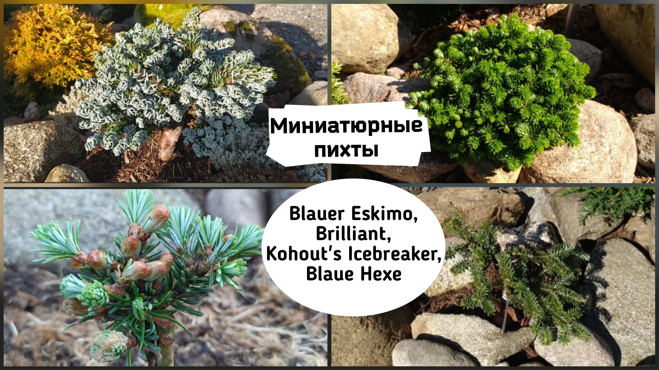 Миниатюрные пихты. Blauer Eskimo, Kohout's Icebreaker, Blaue Hexe, Brilliant ( 2022 г.) смотреть онлайн