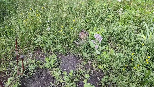 Кот Максим. Подборка видео Кота Максима где он убегает. Неуловимый Кот Максим смотреть онлайн