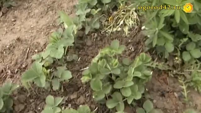 Редкие поливы, богатый урожай земляники, избавление от сорняков смотреть онлайн