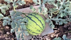 509  Скороспелые сорта арбузов